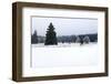 Trees and Meadow-nazzu-Framed Photographic Print