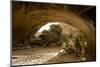 Trees and natural sandstone arch in desert, Navajo Arch, Arches , Utah-Bob Gibbons-Mounted Photographic Print