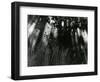 Trees and Plants, Hawaii, 1978-Brett Weston-Framed Photographic Print