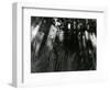 Trees and Plants, Hawaii, 1978-Brett Weston-Framed Photographic Print