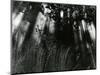 Trees and Plants, Hawaii, 1978-Brett Weston-Mounted Photographic Print