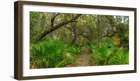 Trees and plants in a forest, Oscar Scherer State Park, Nokomis, Sarasota County, Florida, USA-null-Framed Photographic Print