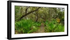 Trees and plants in a forest, Oscar Scherer State Park, Nokomis, Sarasota County, Florida, USA-null-Framed Photographic Print