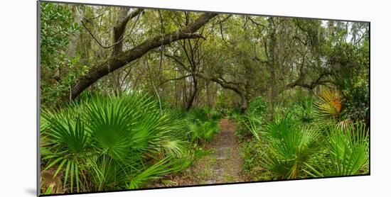 Trees and plants in a forest, Oscar Scherer State Park, Nokomis, Sarasota County, Florida, USA-null-Mounted Photographic Print