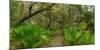 Trees and plants in a forest, Oscar Scherer State Park, Nokomis, Sarasota County, Florida, USA-null-Mounted Photographic Print