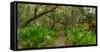 Trees and plants in a forest, Oscar Scherer State Park, Nokomis, Sarasota County, Florida, USA-null-Framed Stretched Canvas