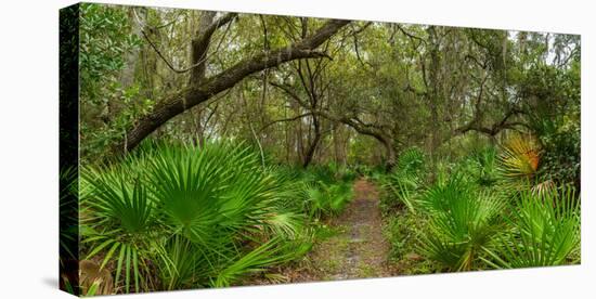 Trees and plants in a forest, Oscar Scherer State Park, Nokomis, Sarasota County, Florida, USA-null-Stretched Canvas