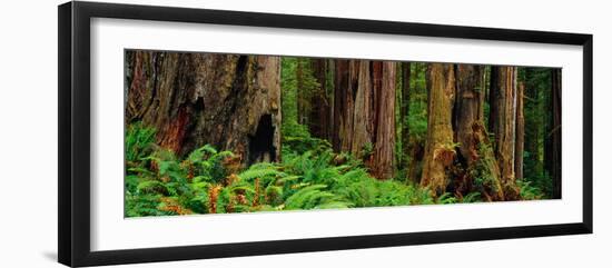 Trees and Plants in a Forest, Prairie Creek Redwoods State Park, California, USA-null-Framed Photographic Print