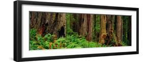 Trees and Plants in a Forest, Prairie Creek Redwoods State Park, California, USA-null-Framed Photographic Print