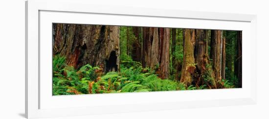 Trees and Plants in a Forest, Prairie Creek Redwoods State Park, California, USA-null-Framed Photographic Print