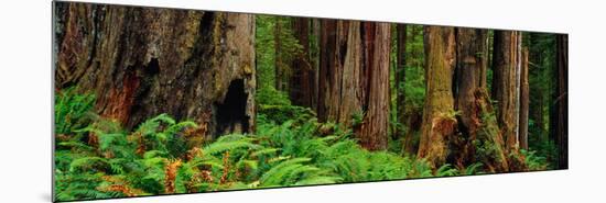 Trees and Plants in a Forest, Prairie Creek Redwoods State Park, California, USA-null-Mounted Photographic Print