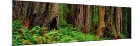 Trees and Plants in a Forest, Prairie Creek Redwoods State Park, California, USA-null-Mounted Photographic Print