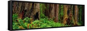 Trees and Plants in a Forest, Prairie Creek Redwoods State Park, California, USA-null-Framed Stretched Canvas