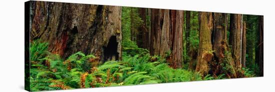 Trees and Plants in a Forest, Prairie Creek Redwoods State Park, California, USA-null-Stretched Canvas