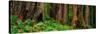 Trees and Plants in a Forest, Prairie Creek Redwoods State Park, California, USA-null-Stretched Canvas