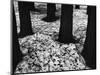 Trees and Snow, Yosemite, 1950-Brett Weston-Mounted Photographic Print