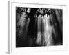 Trees and Sunlight, Hawaii, 1978-Brett Weston-Framed Photographic Print