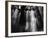 Trees and Sunlight, Hawaii, 1978-Brett Weston-Framed Photographic Print