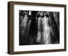 Trees and Sunlight, Hawaii, 1978-Brett Weston-Framed Photographic Print