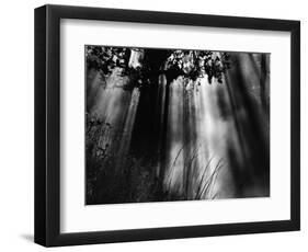 Trees and Sunlight, Hawaii, 1978-Brett Weston-Framed Photographic Print