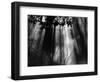 Trees and Sunlight, Hawaii, 1978-Brett Weston-Framed Photographic Print