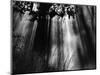 Trees and Sunlight, Hawaii, 1978-Brett Weston-Mounted Photographic Print