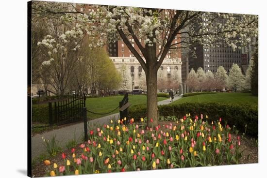 Trees and Tulips in Blloom in Mellon Green, Pittsburgh, Pa-Dave Bartruff-Stretched Canvas