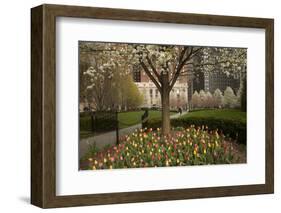 Trees and Tulips in Blloom in Mellon Green, Pittsburgh, Pa-Dave Bartruff-Framed Photographic Print