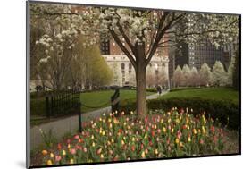 Trees and Tulips in Blloom in Mellon Green, Pittsburgh, Pa-Dave Bartruff-Mounted Photographic Print