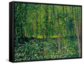 Trees and Undergrowth, c.1887-Vincent van Gogh-Framed Stretched Canvas