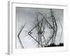 Trees and Water, Reflections, c. 1970-Brett Weston-Framed Photographic Print