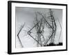 Trees and Water, Reflections, c. 1970-Brett Weston-Framed Photographic Print