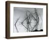 Trees and Water, Reflections, c. 1970-Brett Weston-Framed Photographic Print