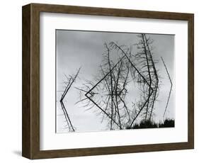 Trees and Water, Reflections, c. 1970-Brett Weston-Framed Photographic Print