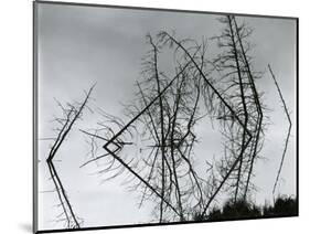 Trees and Water, Reflections, c. 1970-Brett Weston-Mounted Photographic Print