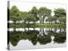Trees are Reflected in Still Water on the Esplanade Along the Charles River in Boston-null-Stretched Canvas