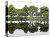 Trees are Reflected in Still Water on the Esplanade Along the Charles River in Boston-null-Stretched Canvas