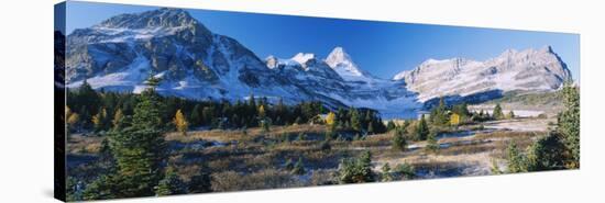Trees at Mt Assiniboine Provincial Park, British Columbia, Canada-null-Stretched Canvas
