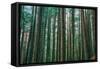 Trees at Muir Woods, Noethern California Coast, Marin County-Vincent James-Framed Stretched Canvas