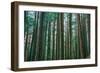 Trees at Muir Woods, Noethern California Coast, Marin County-Vincent James-Framed Photographic Print