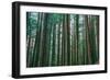 Trees at Muir Woods, Noethern California Coast, Marin County-Vincent James-Framed Photographic Print