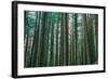 Trees at Muir Woods, Noethern California Coast, Marin County-Vincent James-Framed Photographic Print