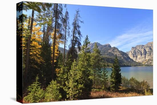 Trees at Phelps Lake in Autumn (Fall), Grand Teton National Park, Wyoming, Usa-Eleanor Scriven-Stretched Canvas