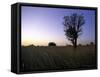 Trees at Sunset, South Africa-Ryan Ross-Framed Stretched Canvas