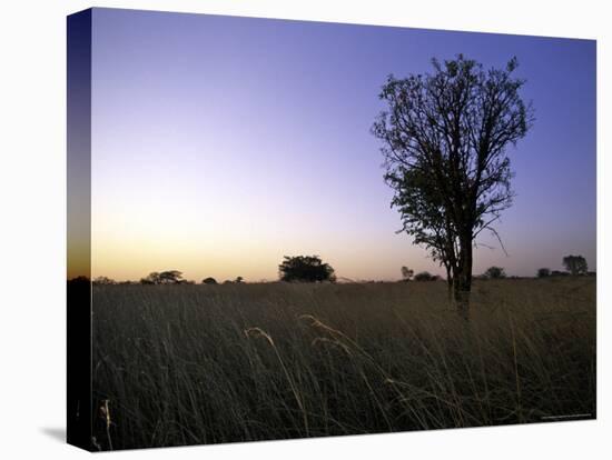 Trees at Sunset, South Africa-Ryan Ross-Stretched Canvas