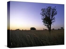 Trees at Sunset, South Africa-Ryan Ross-Stretched Canvas