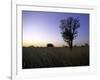 Trees at Sunset, South Africa-Ryan Ross-Framed Photographic Print