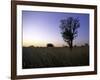 Trees at Sunset, South Africa-Ryan Ross-Framed Photographic Print