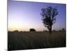 Trees at Sunset, South Africa-Ryan Ross-Mounted Photographic Print