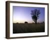 Trees at Sunset, South Africa-Ryan Ross-Framed Photographic Print